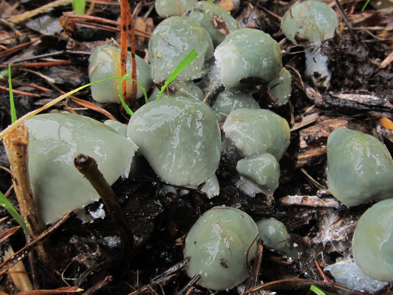 Stropharia caerulea