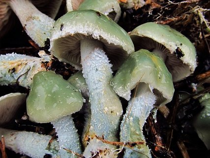 Stropharia caerulea