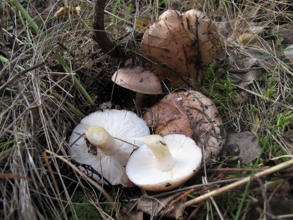 Tricholoma populinum