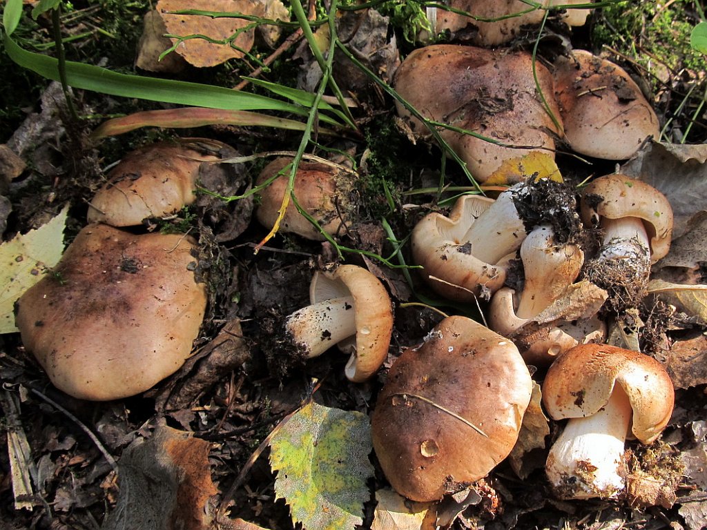Tricholoma populinum