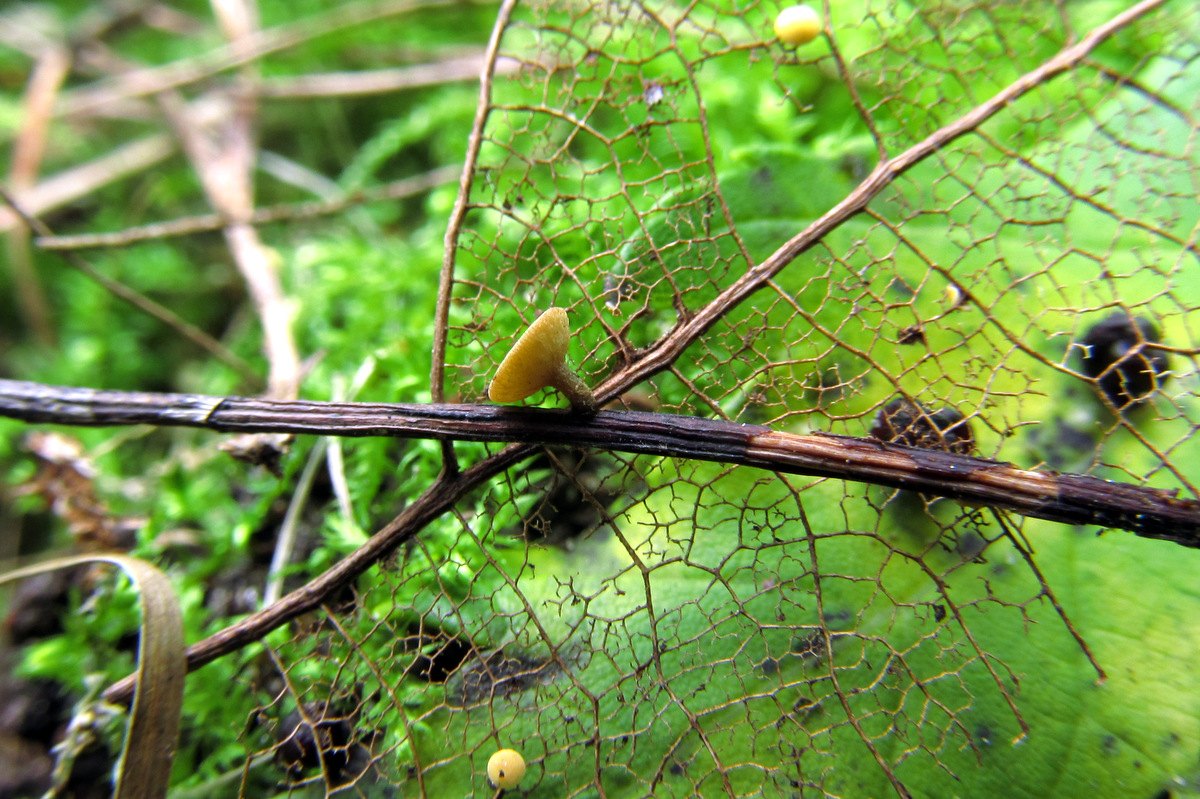 Lanzia luteovirescens