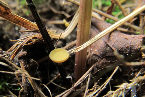 Lanzia luteovirescens
