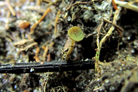 Lanzia luteovirescens