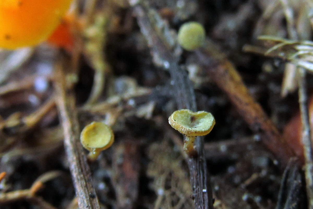Lanzia luteovirescens