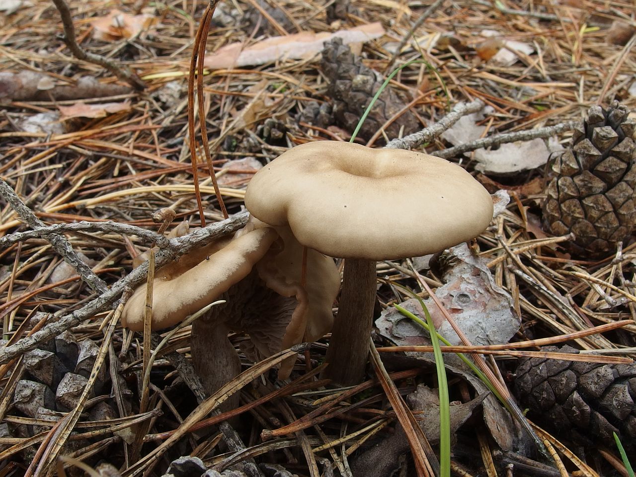 Clitocybe metachroa