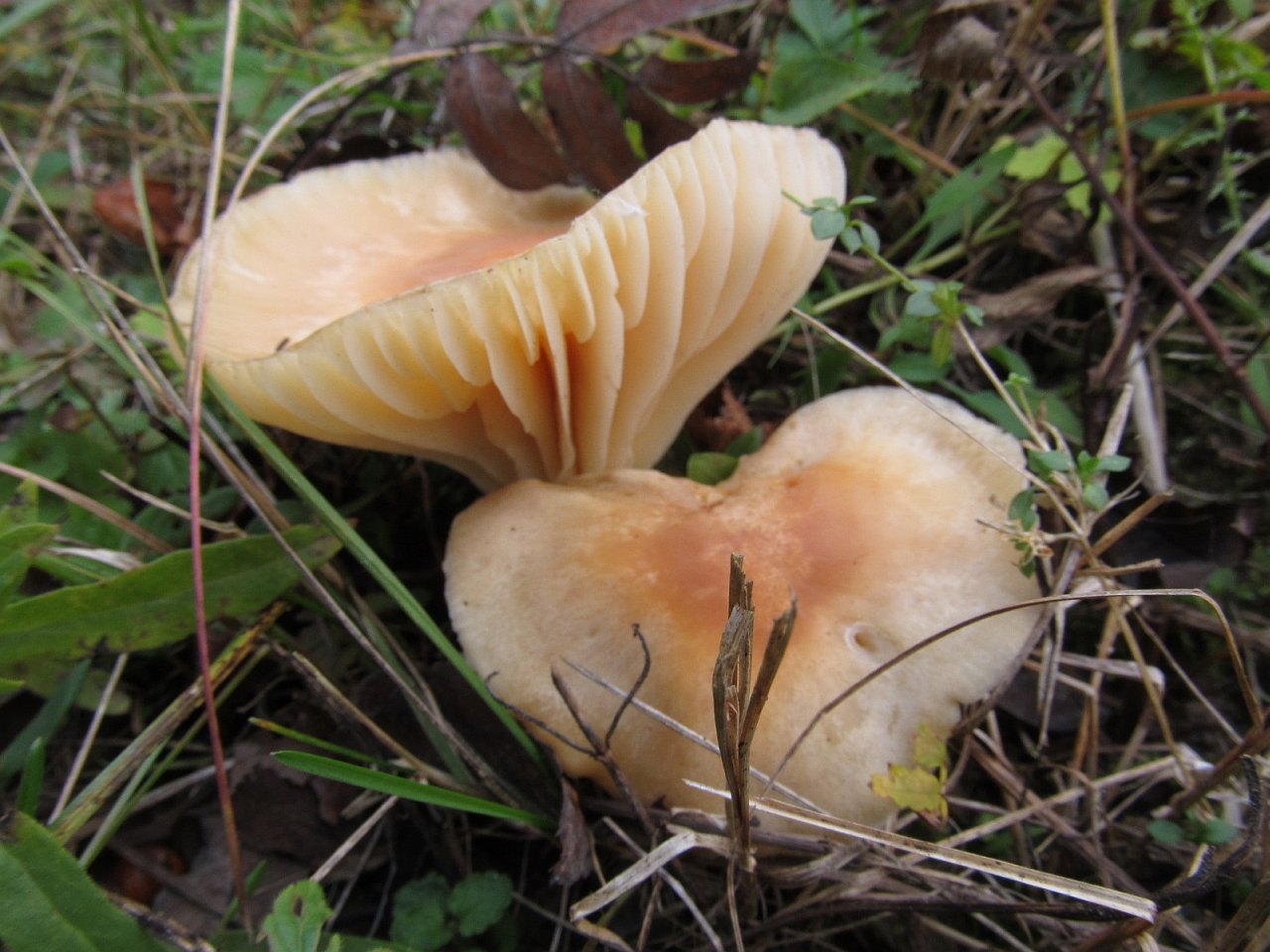 Cuphophyllus