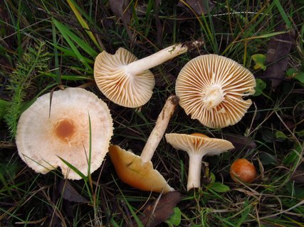 Cuphophyllus pratensis