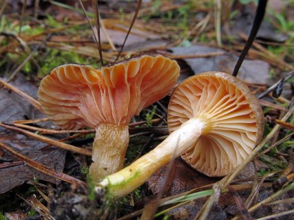 Hygrophorus hypotejus LYP
