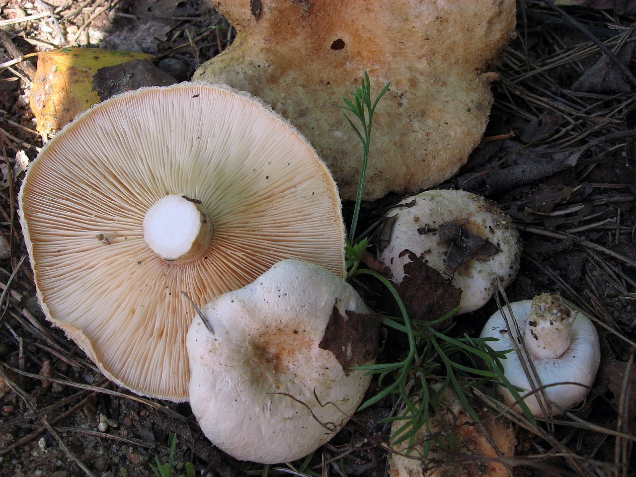 Lactarius pubescens