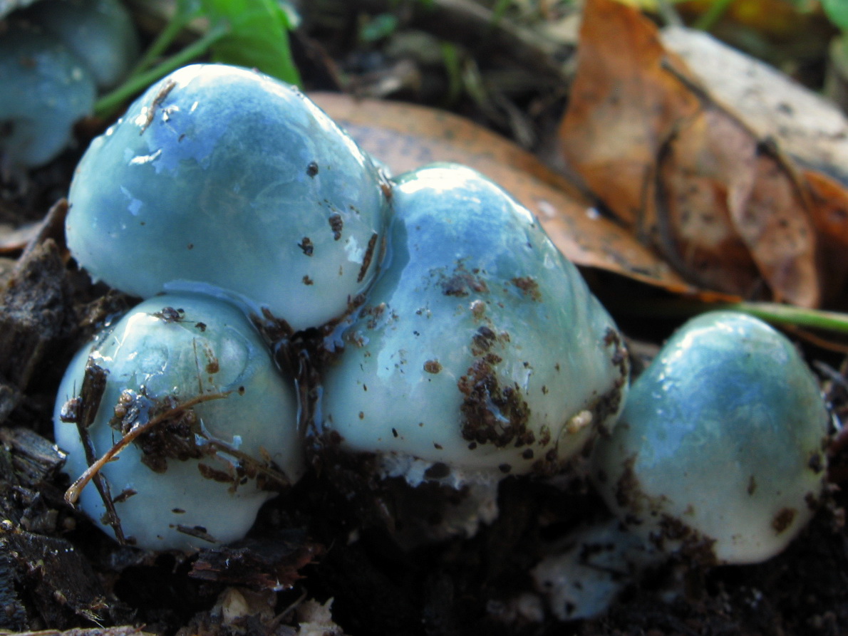 Stropharia caerulea