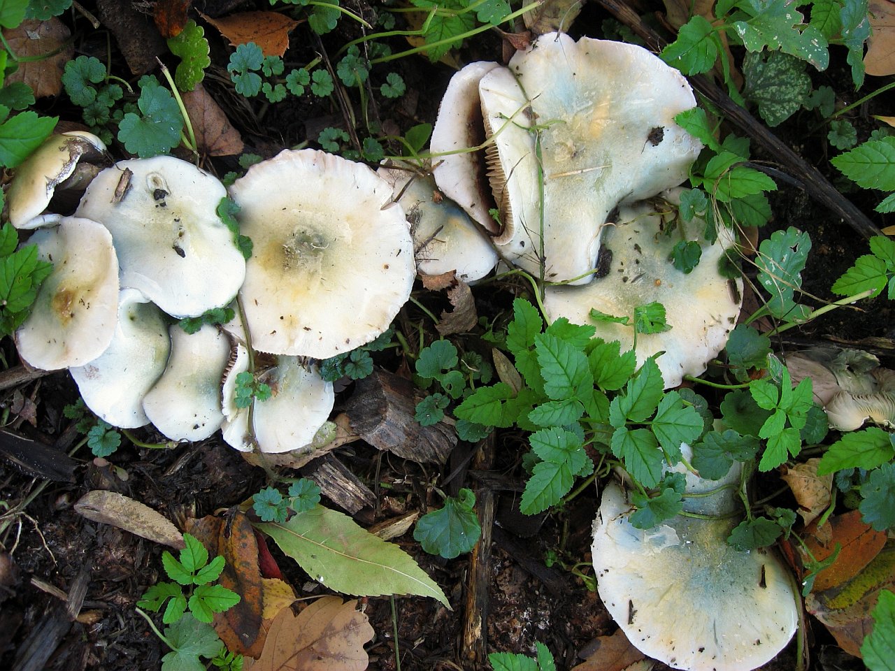 Stropharia caerulea