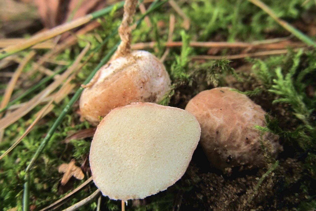 Rhizopogon roseolus