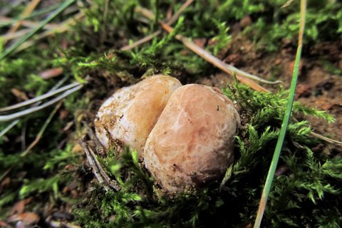 Rhizopogon roseolus