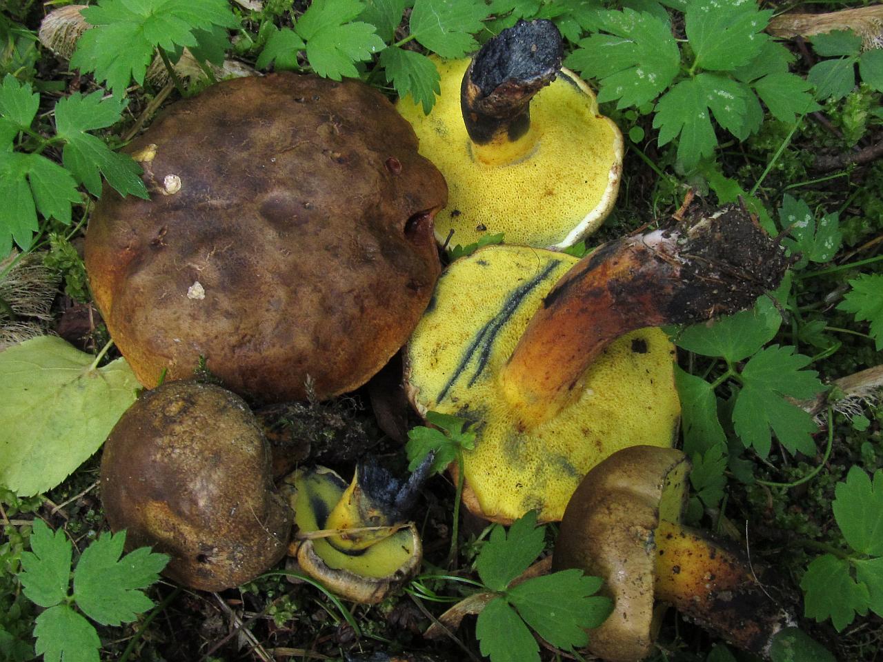Cyanoboletus pulverulentus