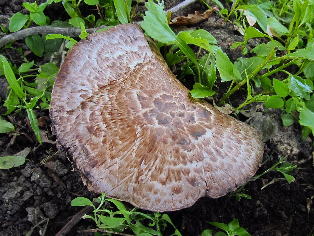 Agaricus subperonatus