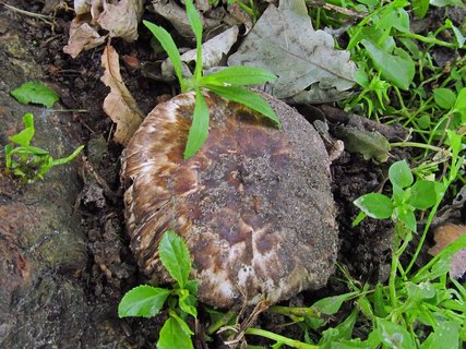 Agaricus subperonatus