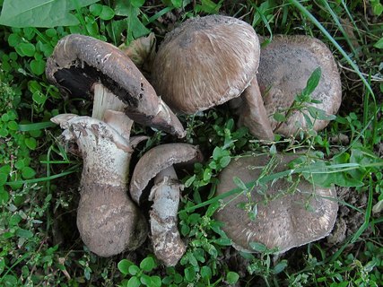 Agaricus subperonatus