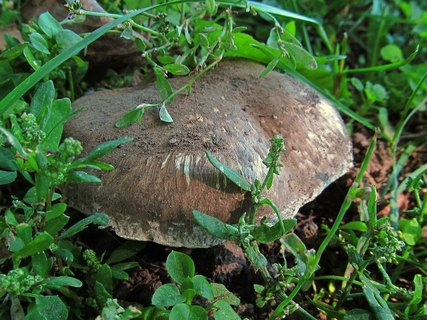 Agaricus subperonatus