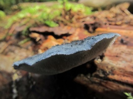 Postia caesia
