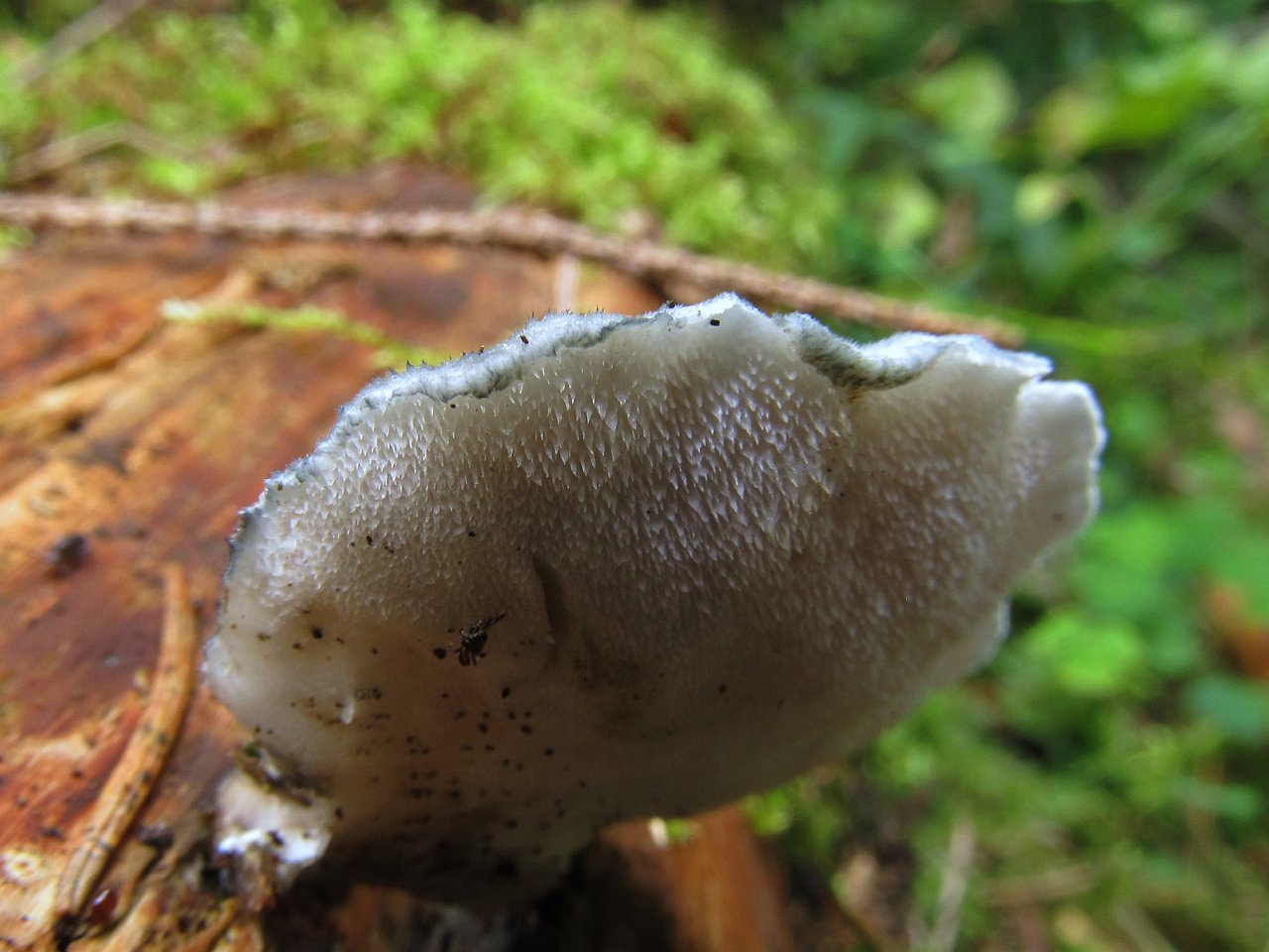 Postia caesia