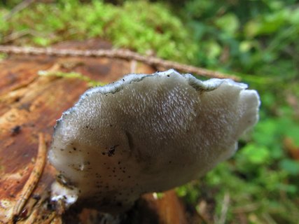Postia caesia