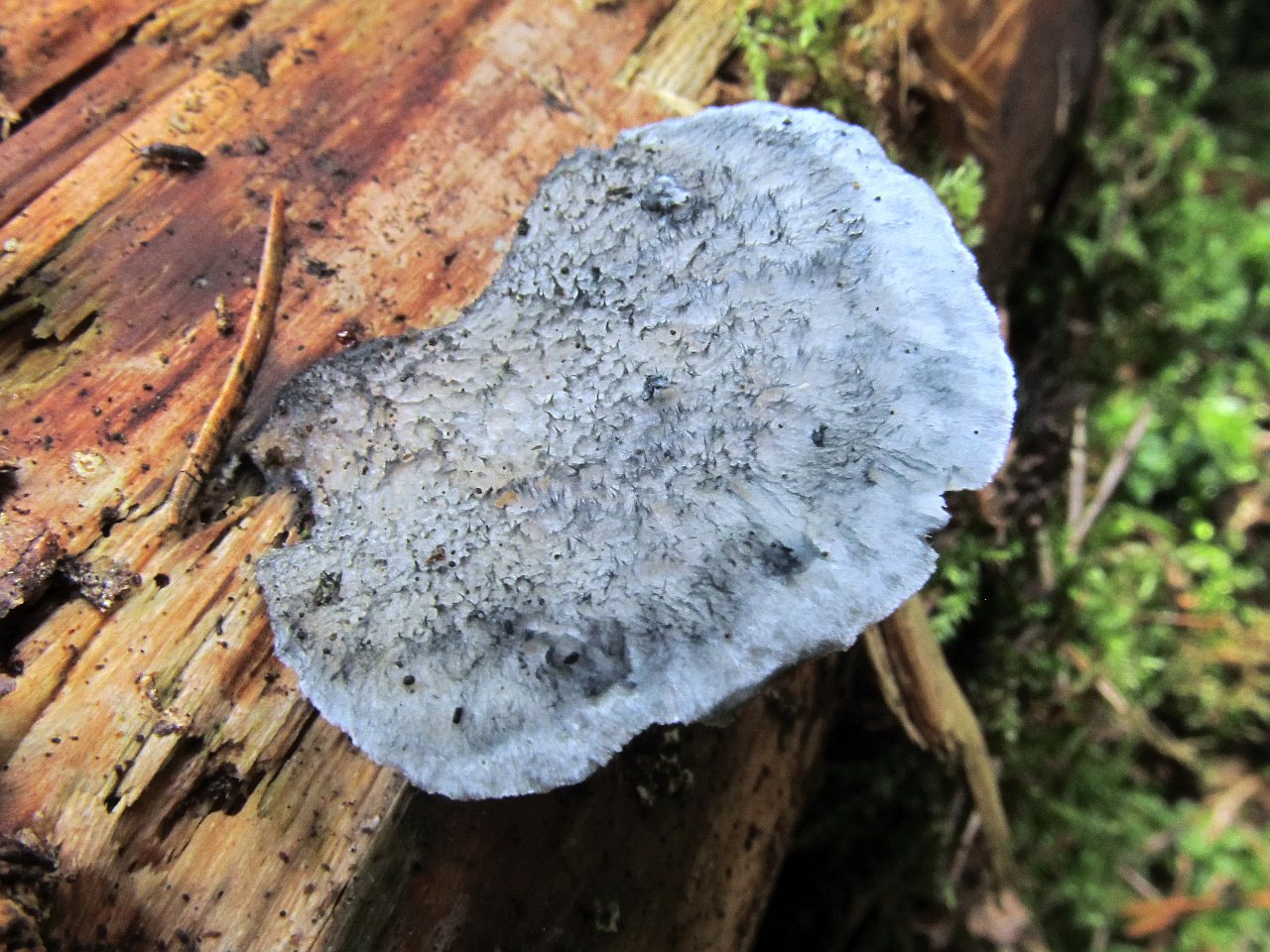Postia caesia
