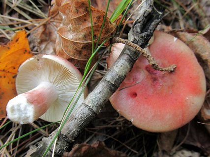 Russula sanguinaria
