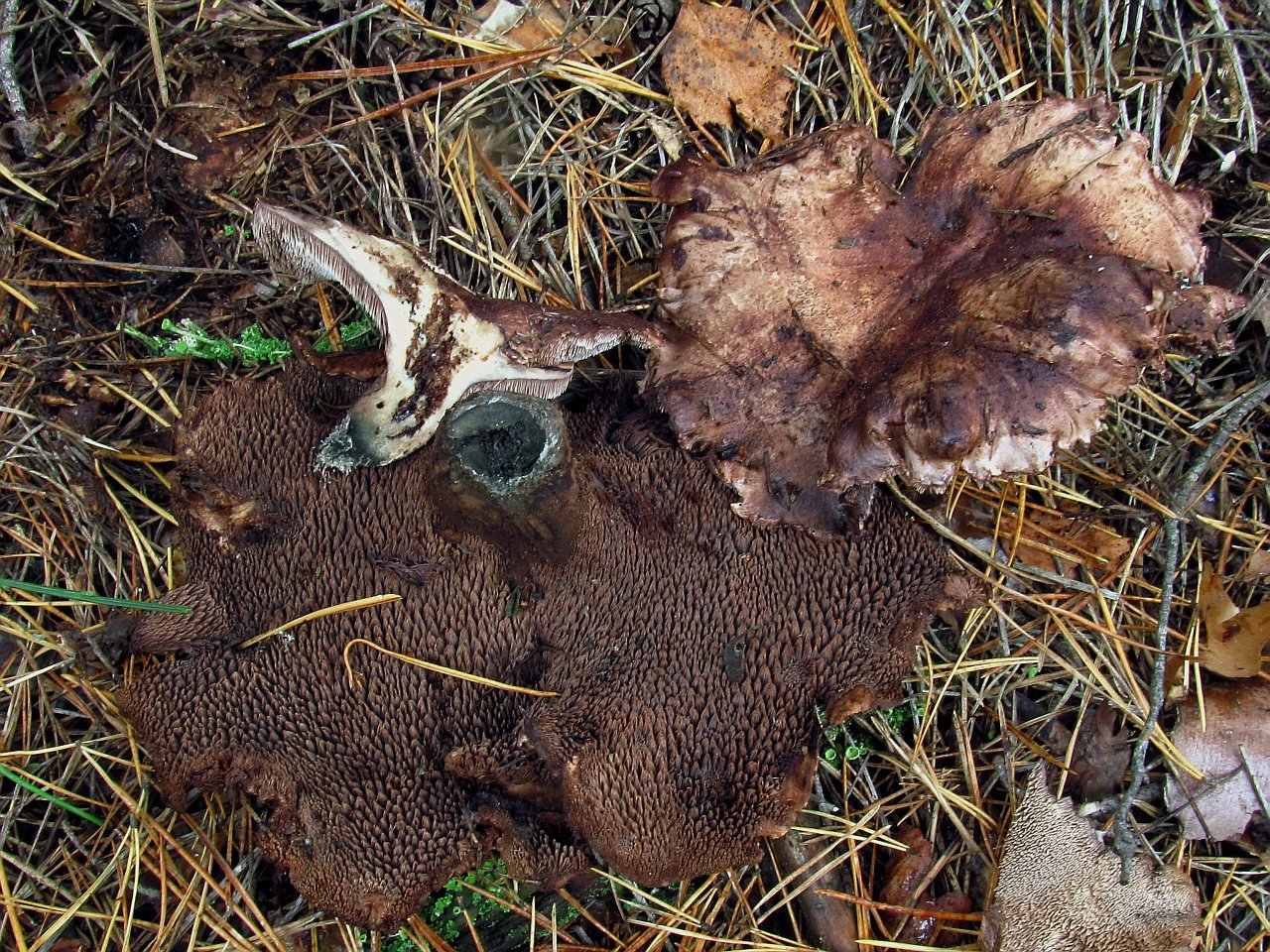 Sarcodon amarescens