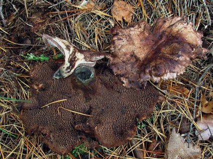 Sarcodon amarescens