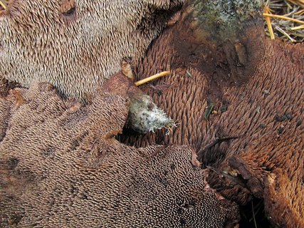 Sarcodon amarescens