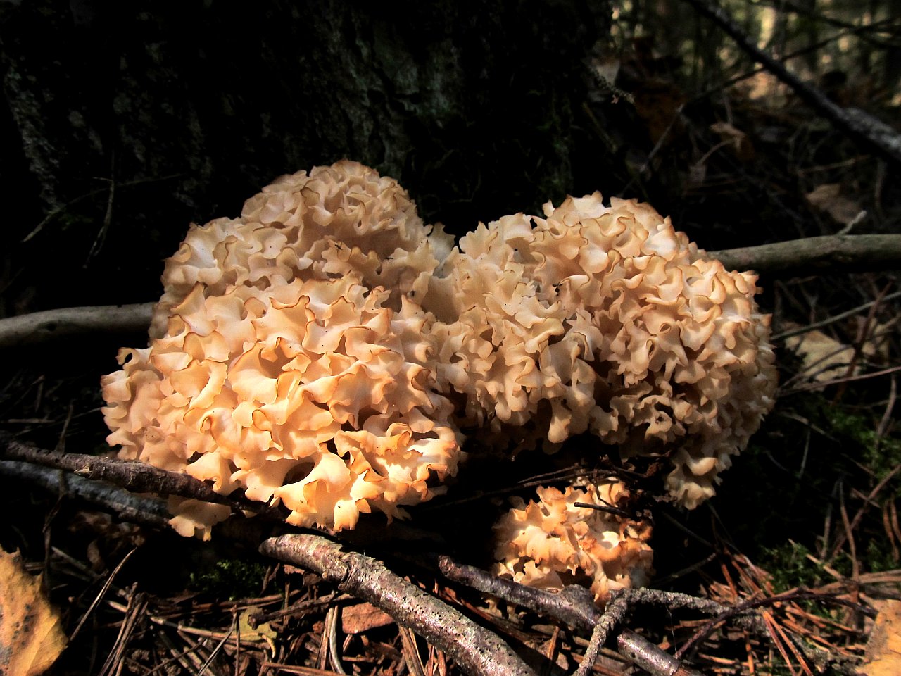 Sparassis crispa