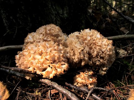 Sparassis crispa