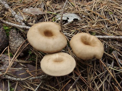 Clitocybe metachroa