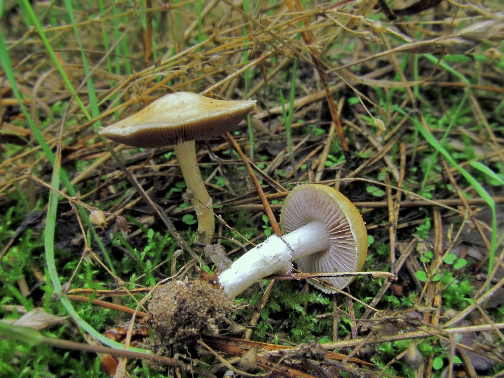 Stropharia coronilla