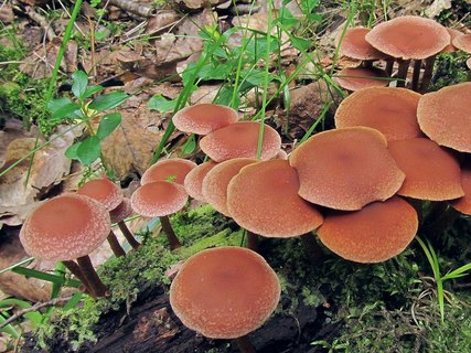Tubaria confragosa