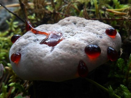 Hydnellum peckii