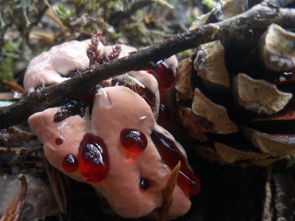 Hydnellum peckii
