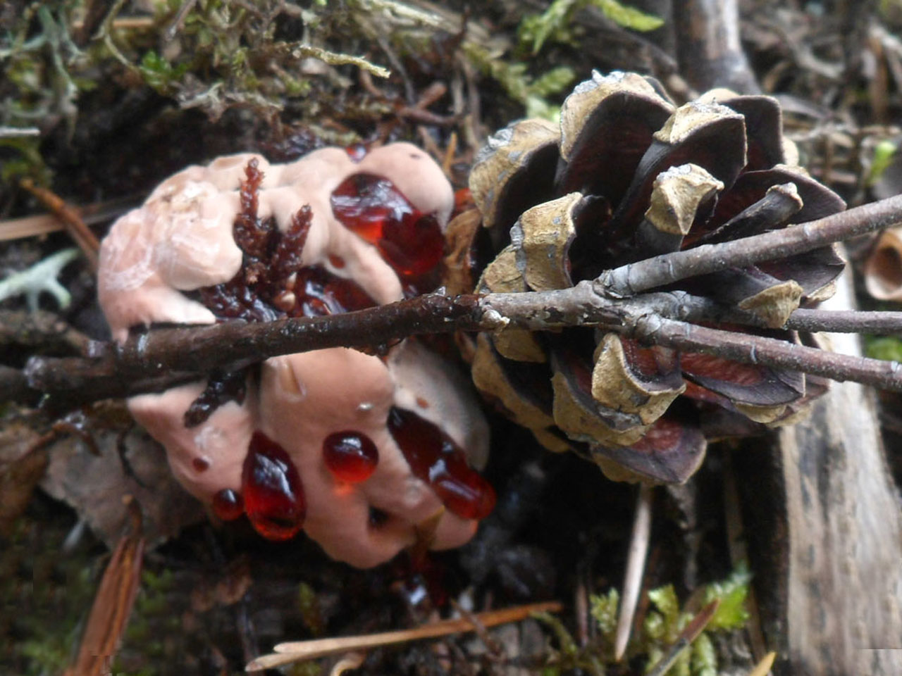 Hydnellum peckii