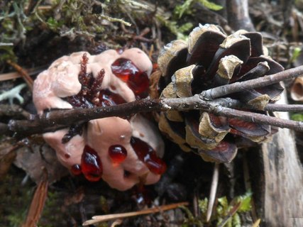 Hydnellum peckii