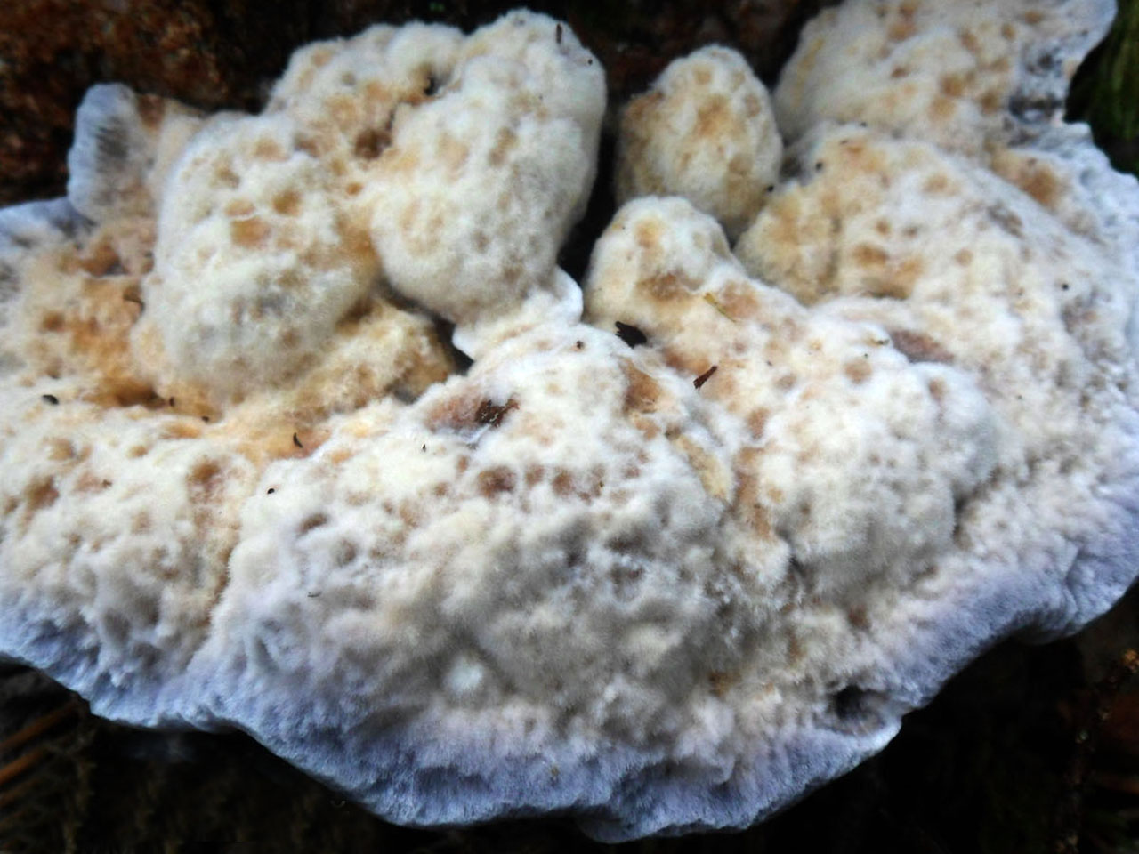 Hydnellum caeruleum