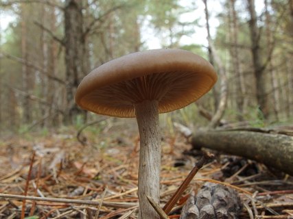 Clitocybe metachroa