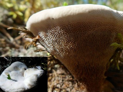 Hydnellum caeruleum