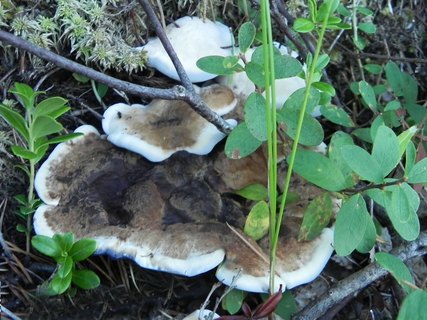 Hydnellum caeruleum