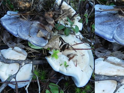 Hydnellum caeruleum
