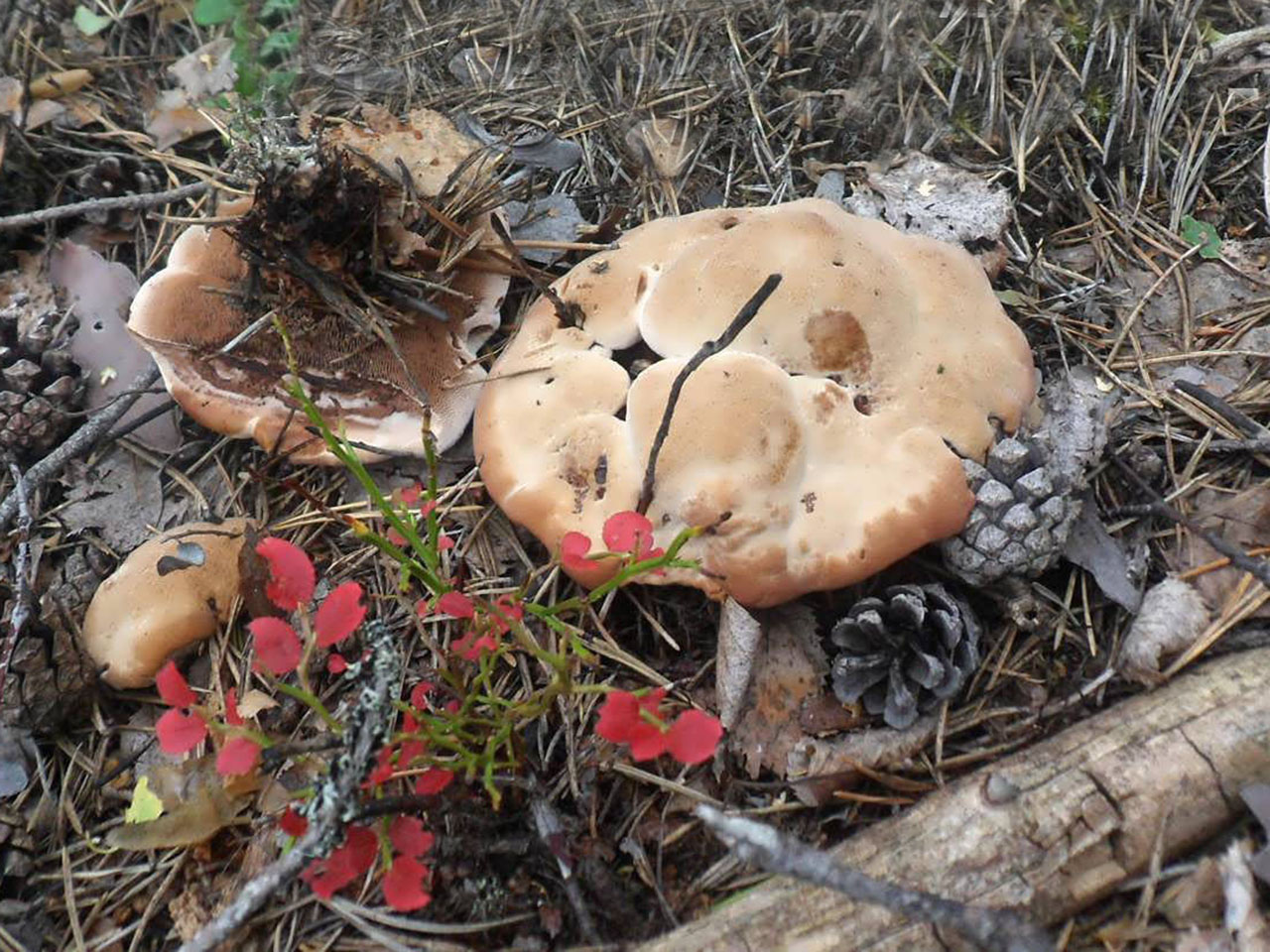 Hydnellum ferrugineum