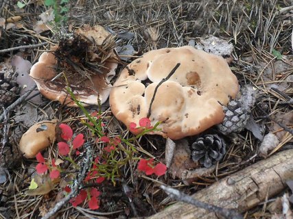Hydnellum ferrugineum