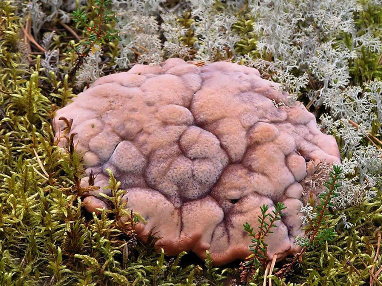 Hydnellum ferrugineum