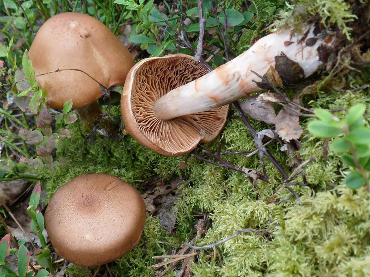 Cortinarius armillatus