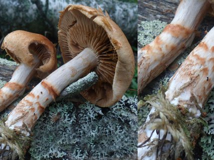 Cortinarius armillatus