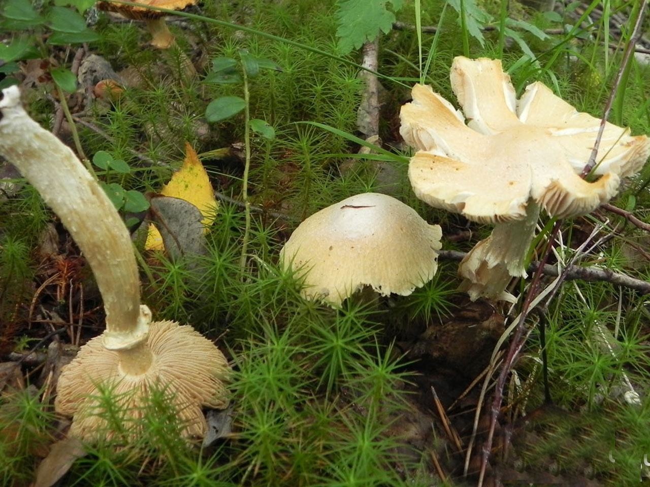 Cortinarius caperatus